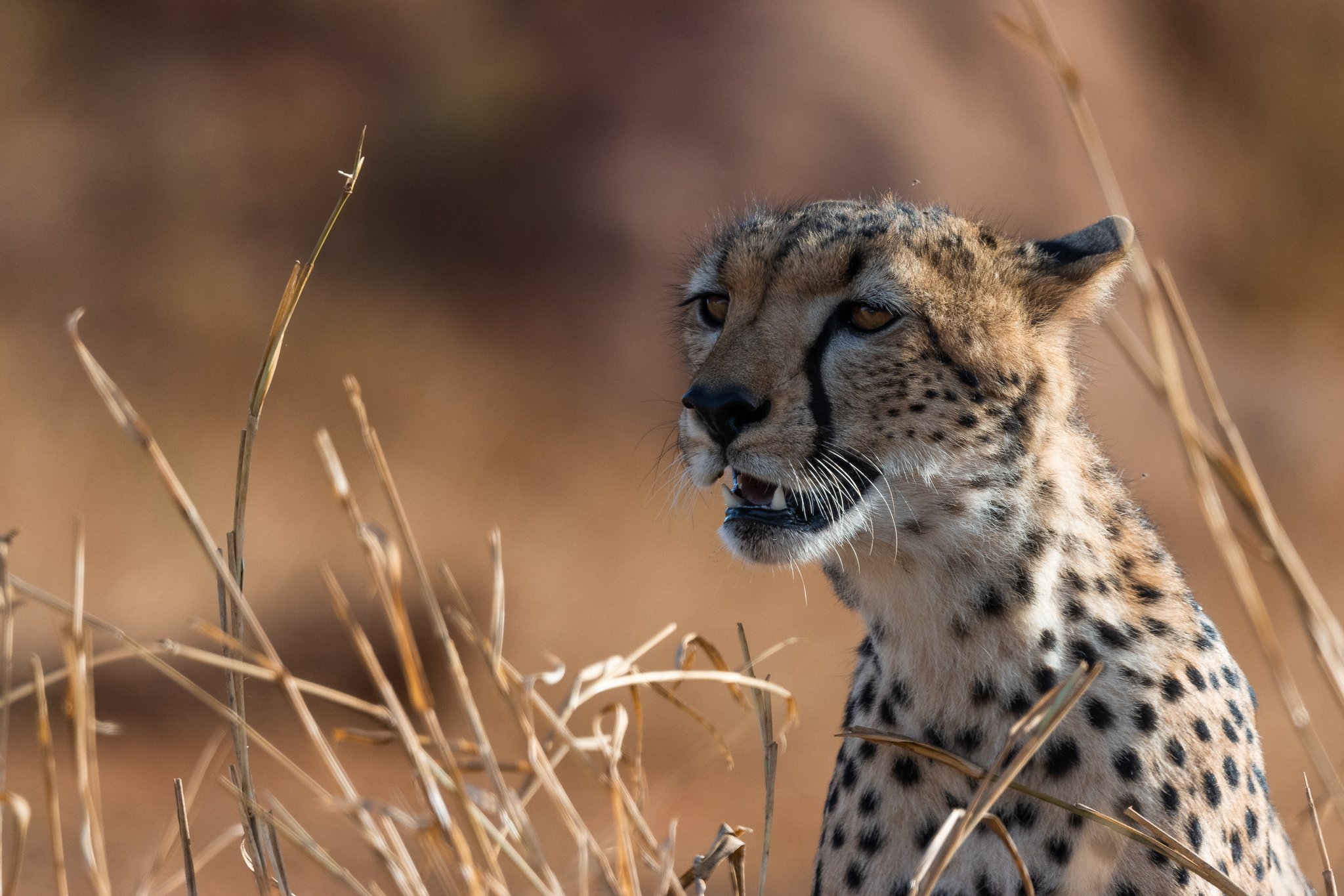 cheetah 5mp q95 exp midsharp-4.jpg